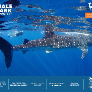 Whale Shark Encounter + Lunch - Child