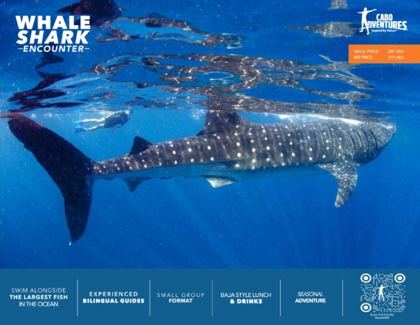 Whale Shark Encounter + Lunch - Adult