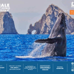 Whale Watching - Adult