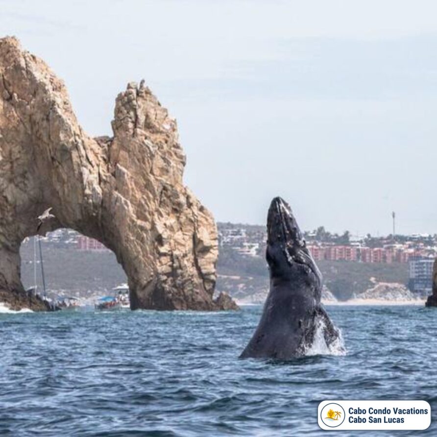 CCV Cabo San Lucas 009